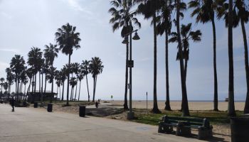 view of the palm trees on the beach in Santa Monica, California