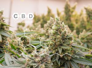 Premium cannabis plants are prepped for harvest. CBD chemical formula.